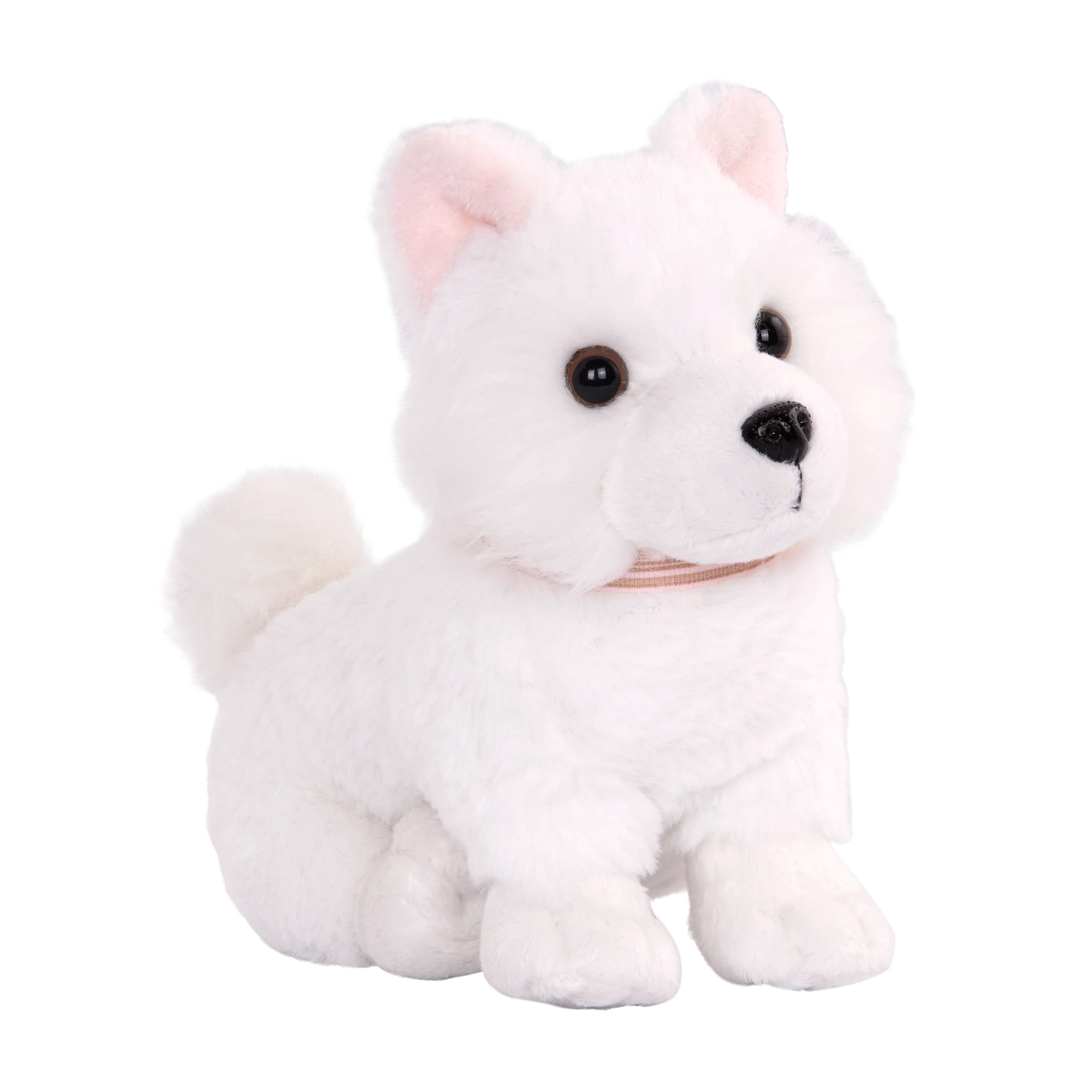 American Eskimo Pup
