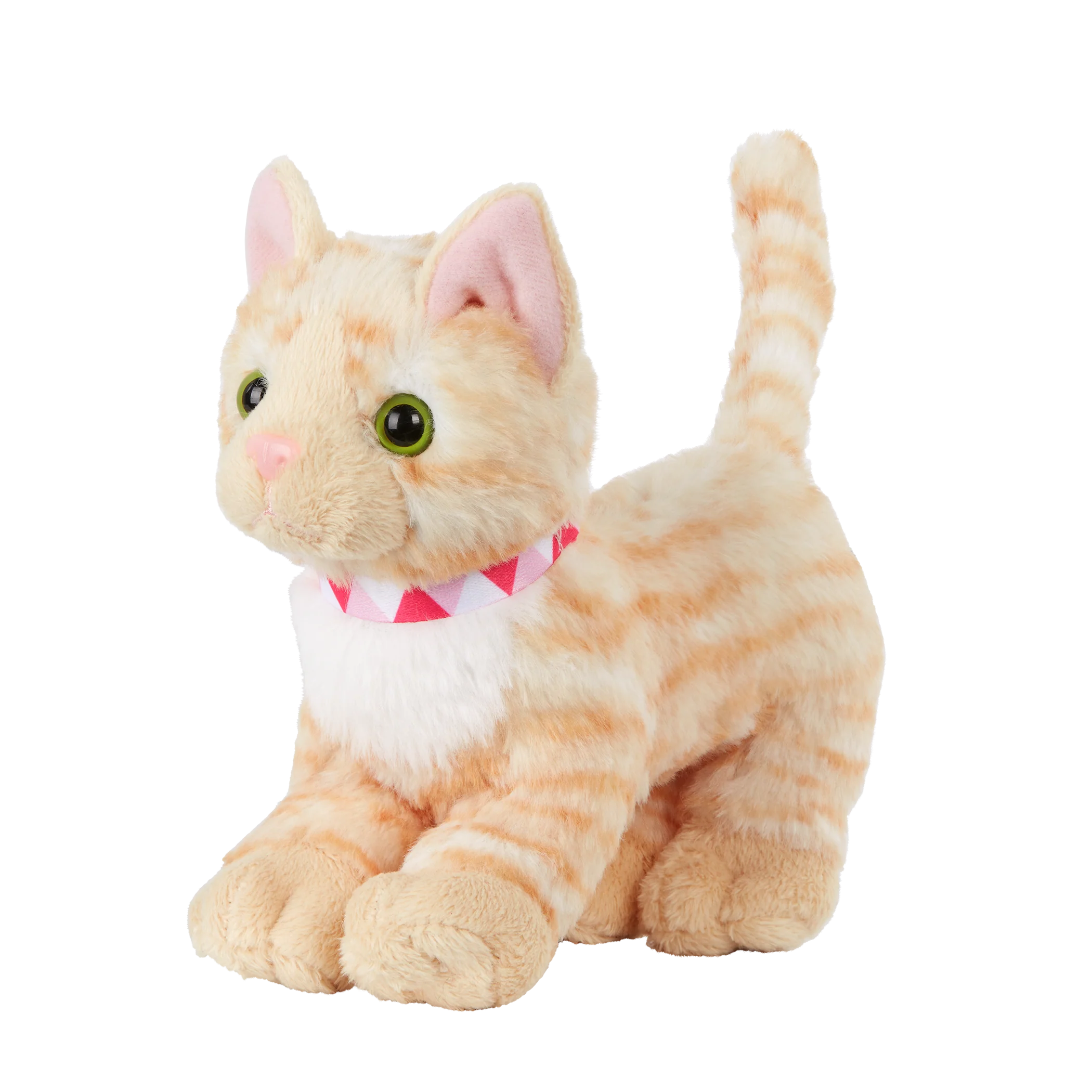 American Shorthair Kitten - Image 2