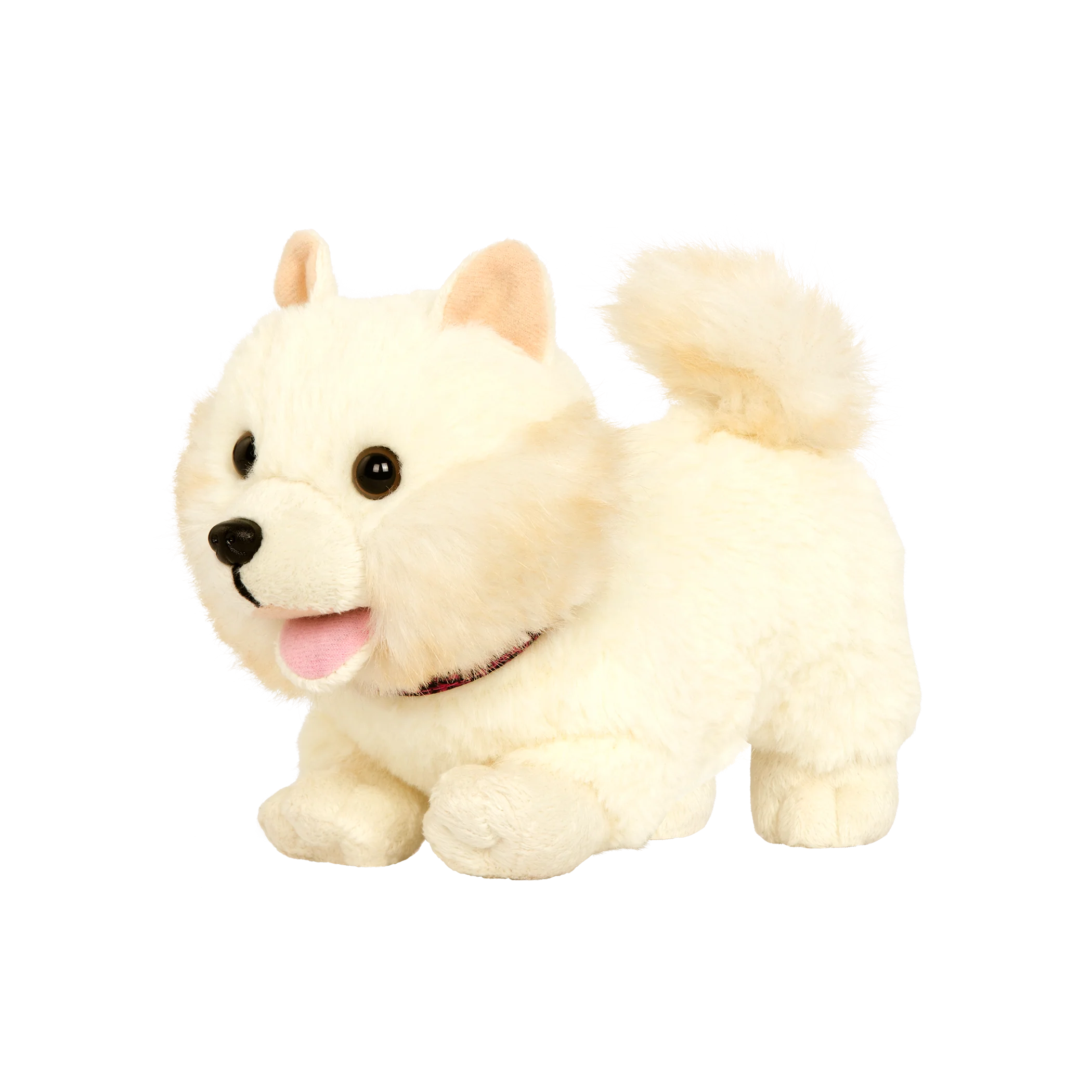 Pomeranian Pup - Image 3